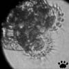rotifer