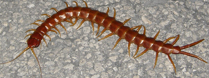 centipede