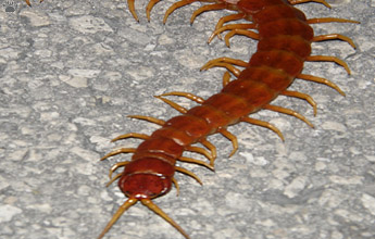 centipede