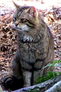 cat