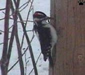 bird