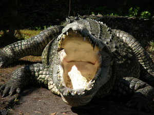 croc