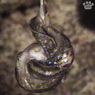 slugs