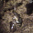 slugs