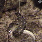 slugs
