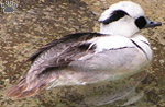 smew