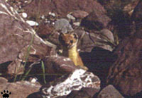 solongoi