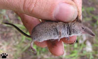 shrew