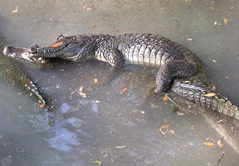 caiman