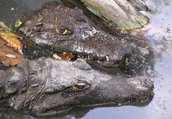 caiman