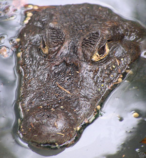 caiman