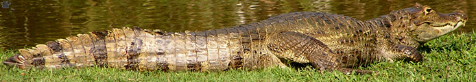 caiman