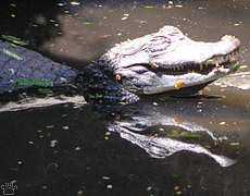 caiman