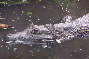 caiman