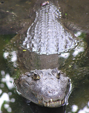 caiman