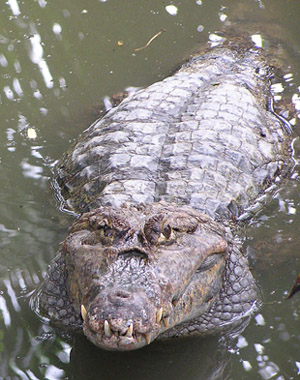 caiman