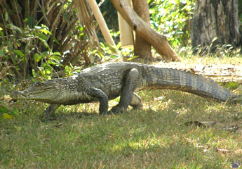 caiman