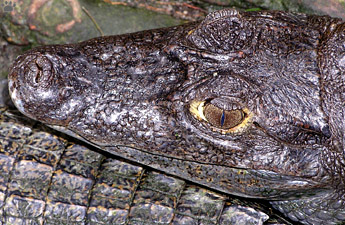 caiman