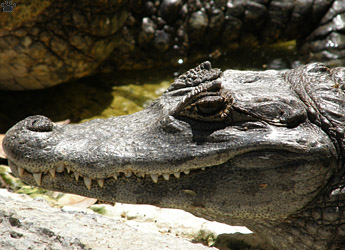 caiman