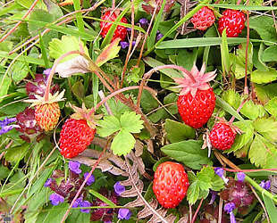 berries