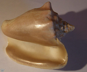 shell