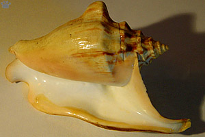 shell