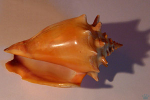 shell