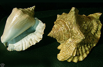 shell