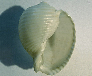 shell