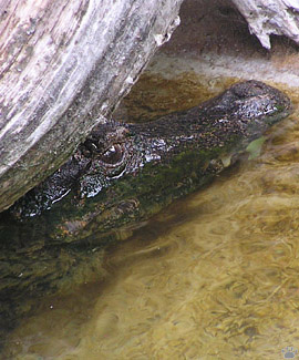 caiman