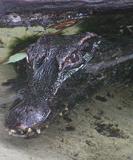 caiman