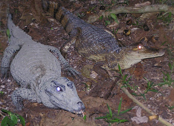 caimans