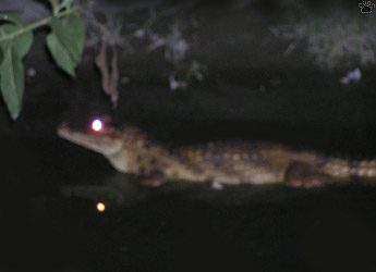 caiman