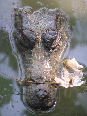 caiman