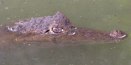 caiman