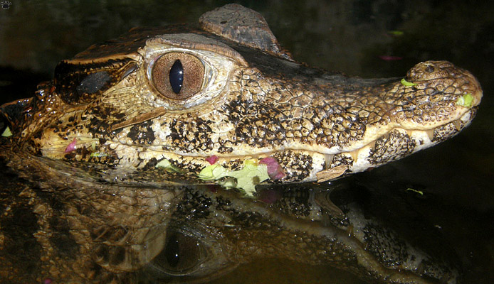 caiman