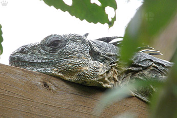 lizard