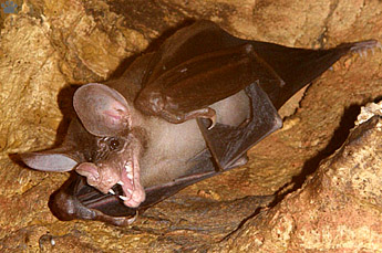 bat