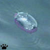 jelly