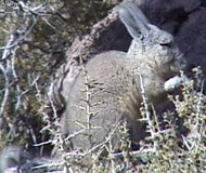 viscacha