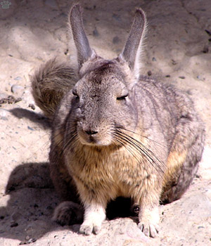 viscacha