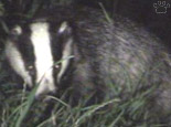 badger