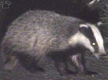 badger