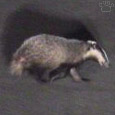 badger