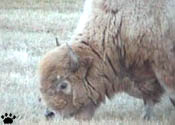 bison