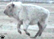 bison