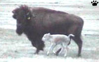 bison