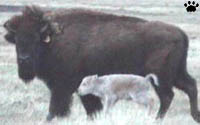 bison