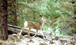 deer