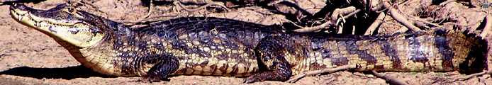 caiman